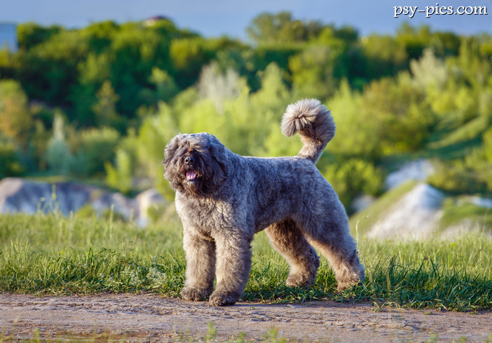 Wzorzec Bouvier des Flandres (FCI nr 191)