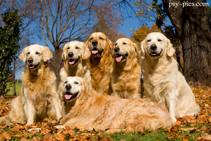 Poradnik dla kupujących Golden retrievera