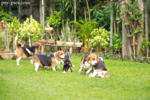 Małe psy gończe Beagle