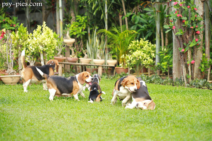 Małe psy gończe Beagle