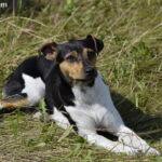 Terier brazylijski (Terrier Brasileiro)