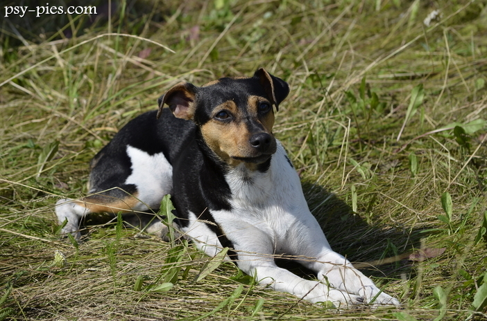 Terier brazylijski (Terrier Brasileiro)