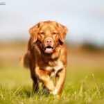 Retriever z Nowej Szkocji