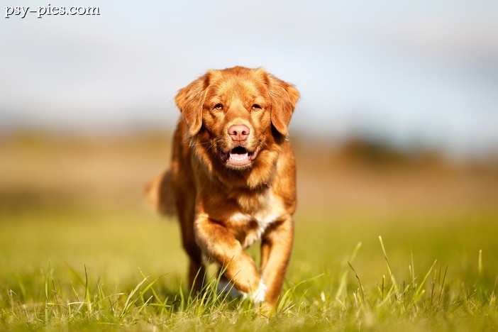 Retriever z Nowej Szkocji, rudy toller z białymi znaczeniami na piersi