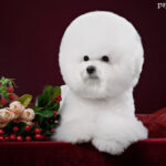 Bichon Frise
