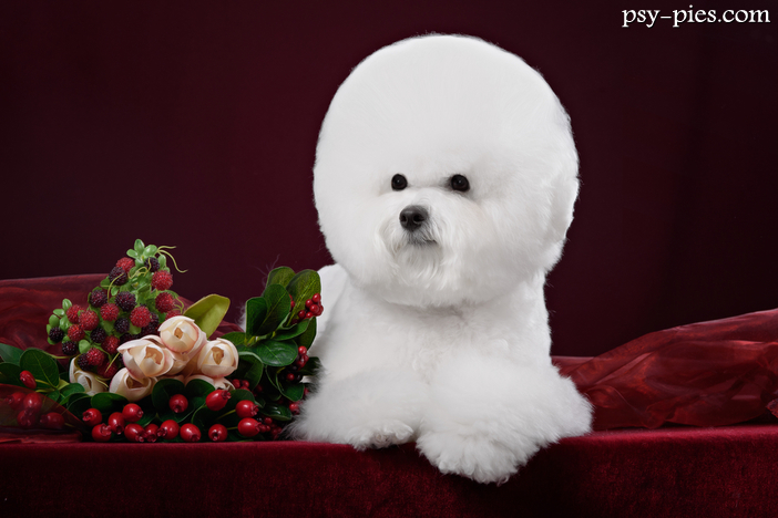 Bichon Frise