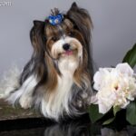 Biewer Yorkshire Terrier