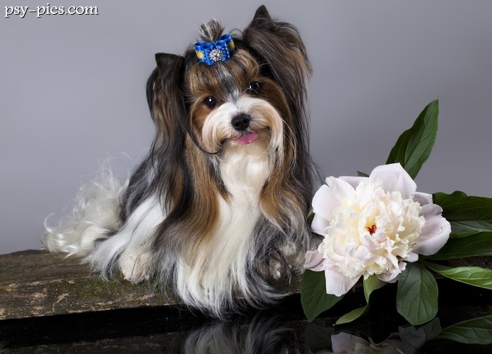 Biewer Yorkshire Terrier