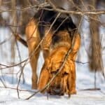 Bloodhound (Pies św. Huberta)