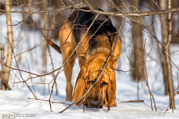 Bloodhound (Pies św. Huberta)
