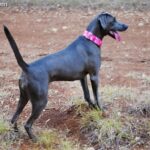 Blue Lacy (Blue Lacy Dog)