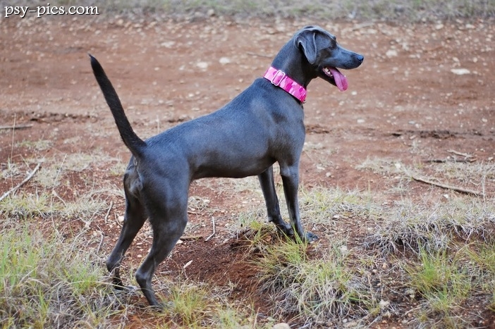 Blue Lacy (Blue Lacy Dog)