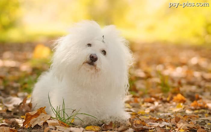 Bolończyk (Bichon Bolognese)