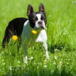Boston terrier opis rasy charakter cena