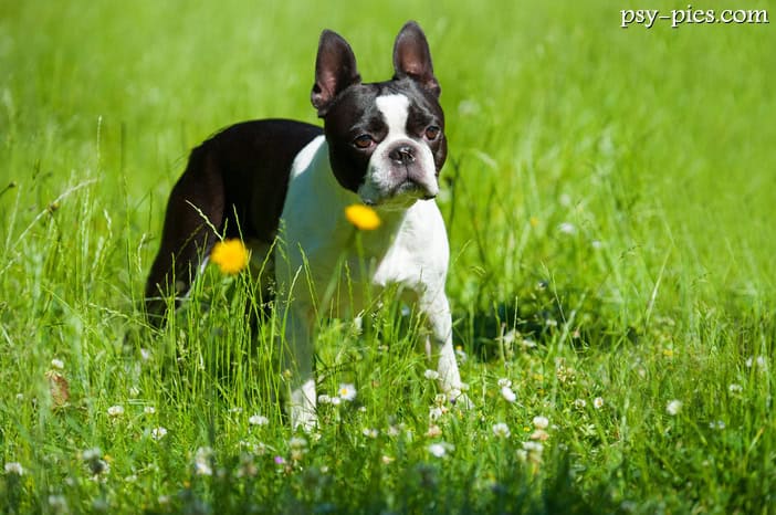 Boston terrier opis rasy charakter cena
