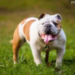 Buldog angielski