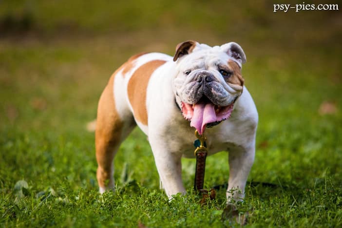 Buldog angielski