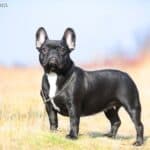 Buldog francuski (Bouledogue francais)