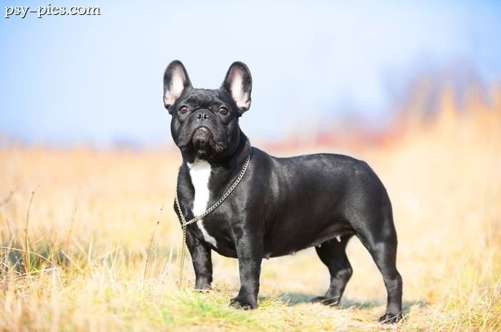 Buldog francuski (Bouledogue francais)