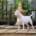 Bulterier (ang. Bull Terrier)