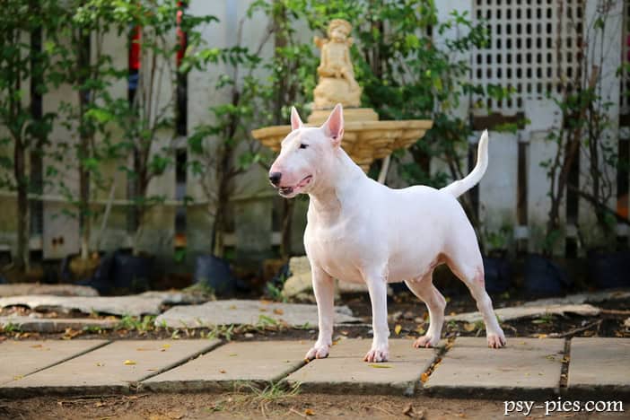 Bulterier, biały bull terrier z jajowatą głową