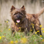 Cairn Terrier opis rasy umaszczenie cena