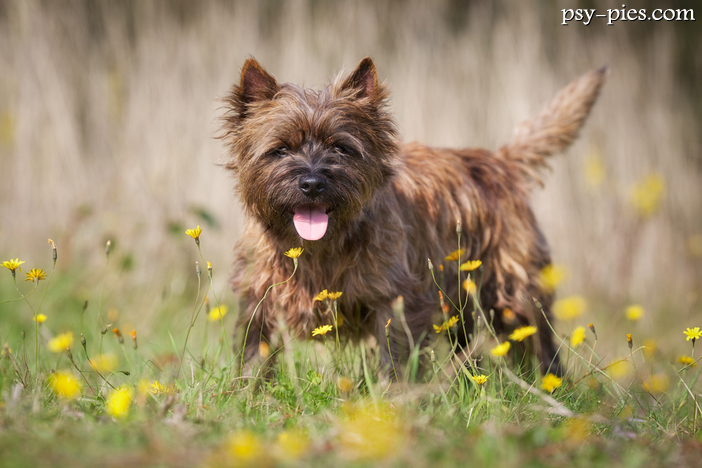 Cairn Terrier opis rasy umaszczenie cena