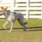 Canaan dog