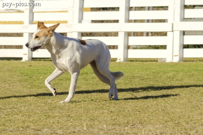 Canaan dog