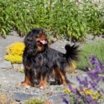 Cavalier king Charles spaniel