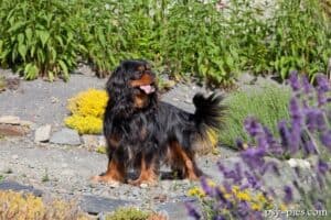 Cavalier king charles spaniel w umaszczeniu blenheim