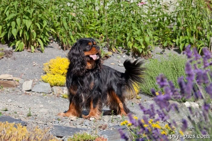 Cavalier king Charles spaniel