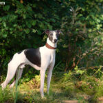 Chart angielski Greyhound