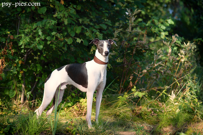 Chart angielski Greyhound