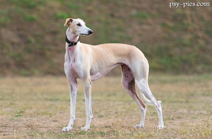 Chart hiszpański (Galgo espanol)