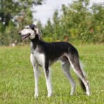 Chart perski (Saluki)
