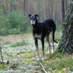 Chart Polski (Polish Greyhound)