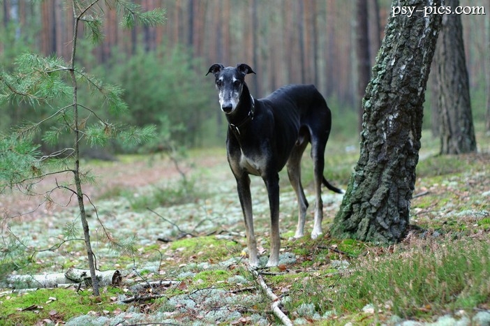 Chart Polski (Polish Greyhound)