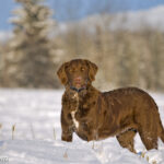 Chesapeake Bay Retriever