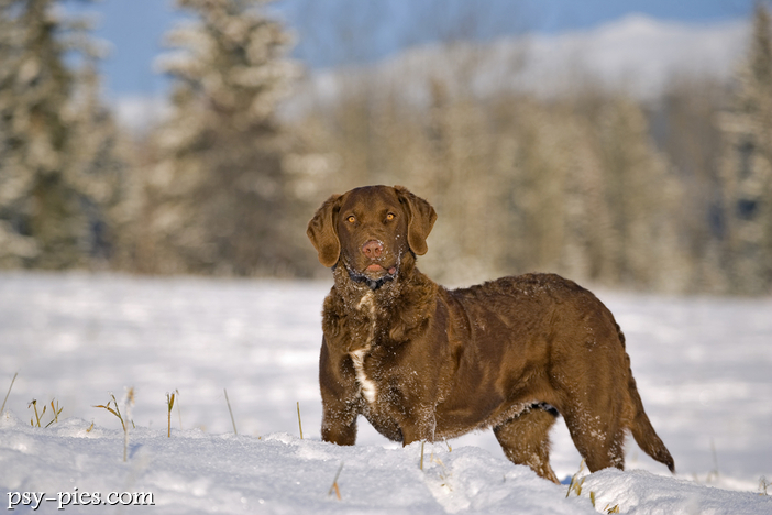 Chesapeake Bay Retriever