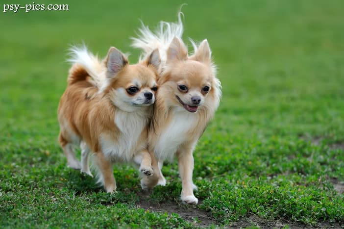 Chihuahua