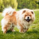 Chow chow