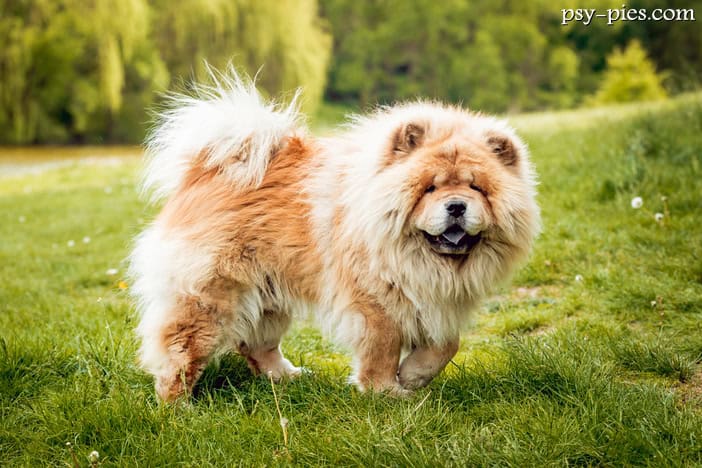 Chow chow