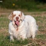 Clumber spaniel