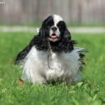 Cocker Spaniel amerykański - opis rasy, charakter i pielęgnacja