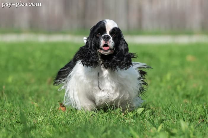 Cocker spaniel amerykański z długą, jedwabistą sierścią