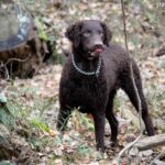 Curly coated retriever