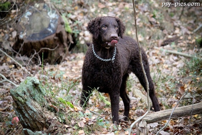 Curly coated retriever