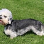 Dandie dinmont terrier