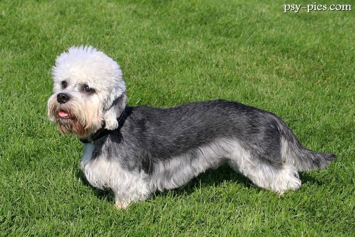Dandie dinmont terrier